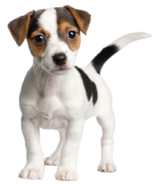 Jack Russell - Puppy Dog, Transparent background PNG HD thumbnail