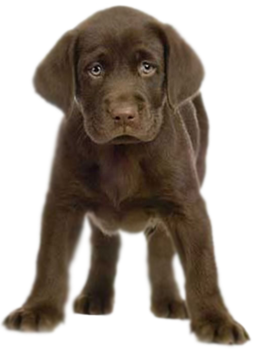 Puppy Png By Captainjackharkness Hdpng.com  - Puppy Dog, Transparent background PNG HD thumbnail