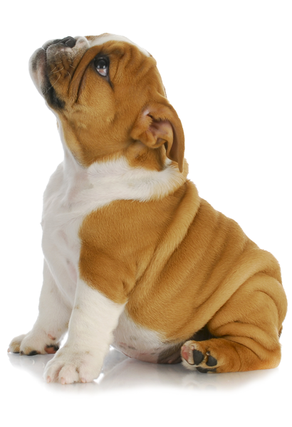 Puppy Png Clipart - Puppy Dog, Transparent background PNG HD thumbnail