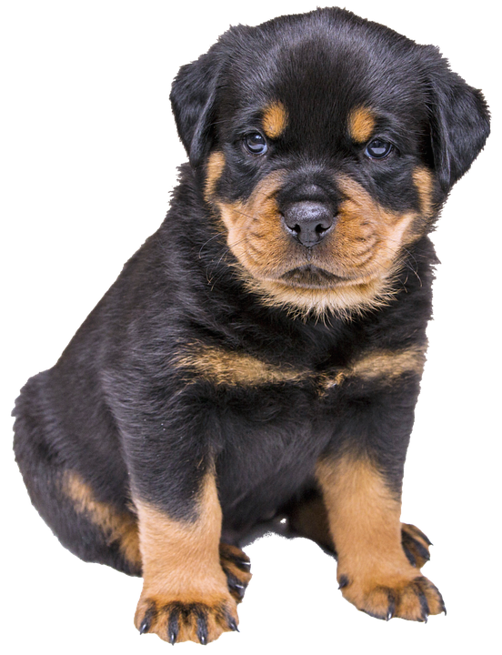 Rottweiler Puppy, Dog, Nature, Hundeportrait, Isolated - Puppy Dog, Transparent background PNG HD thumbnail