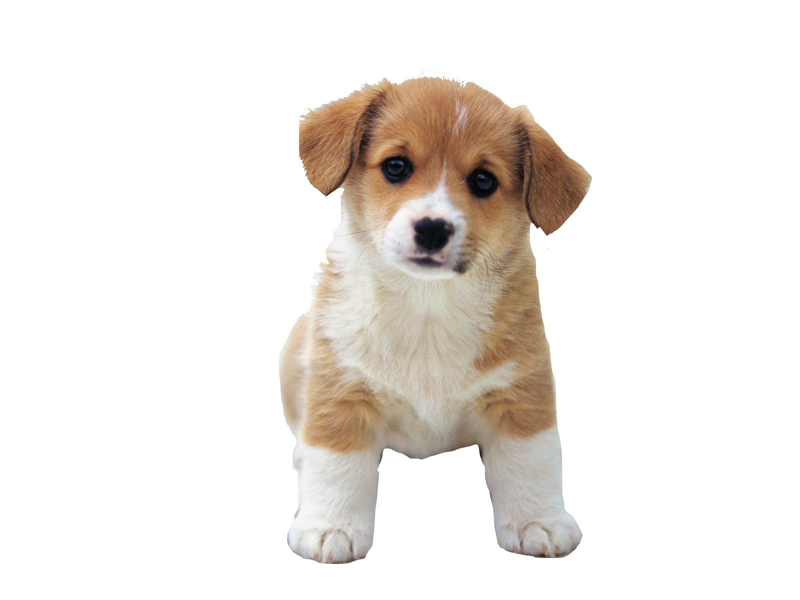 So Cute Puppies Image - Puppy Dog, Transparent background PNG HD thumbnail