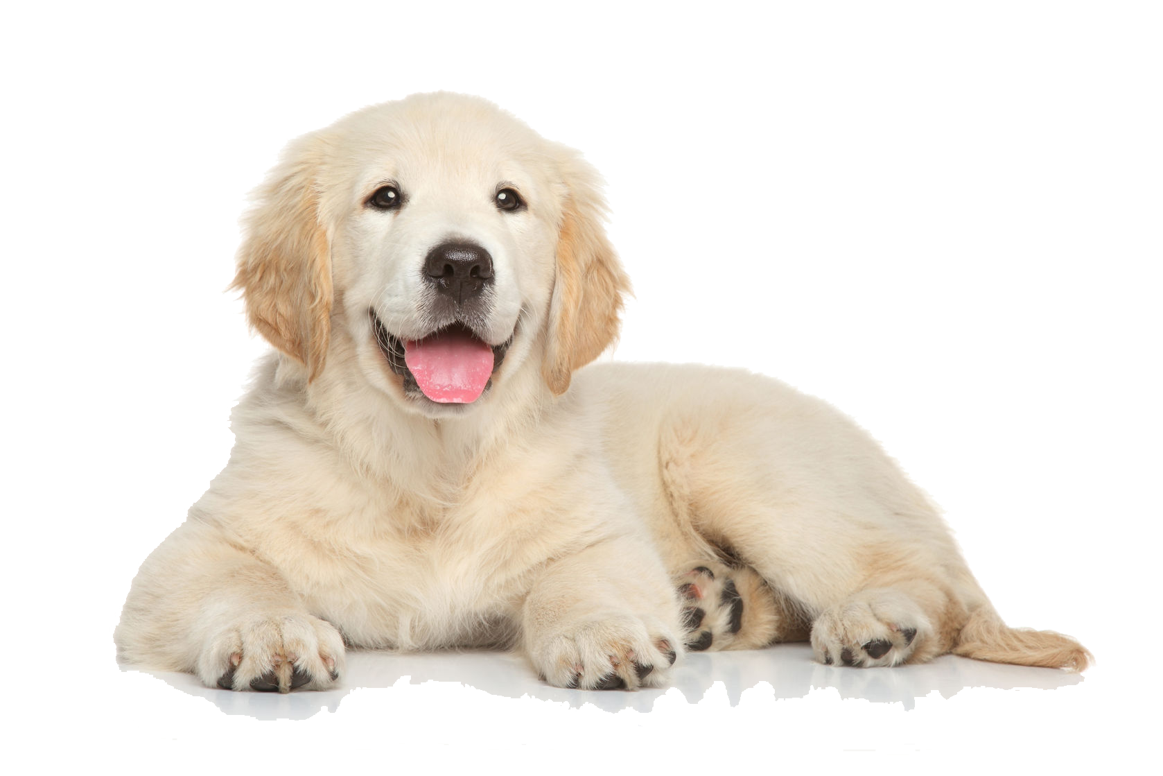Golden Retriever Puppy Png File - Puppy, Transparent background PNG HD thumbnail