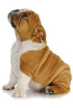 Image Result For Puppy Dog Png - Puppy, Transparent background PNG HD thumbnail