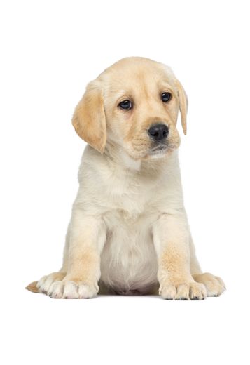 Product Benefits - Puppy, Transparent background PNG HD thumbnail