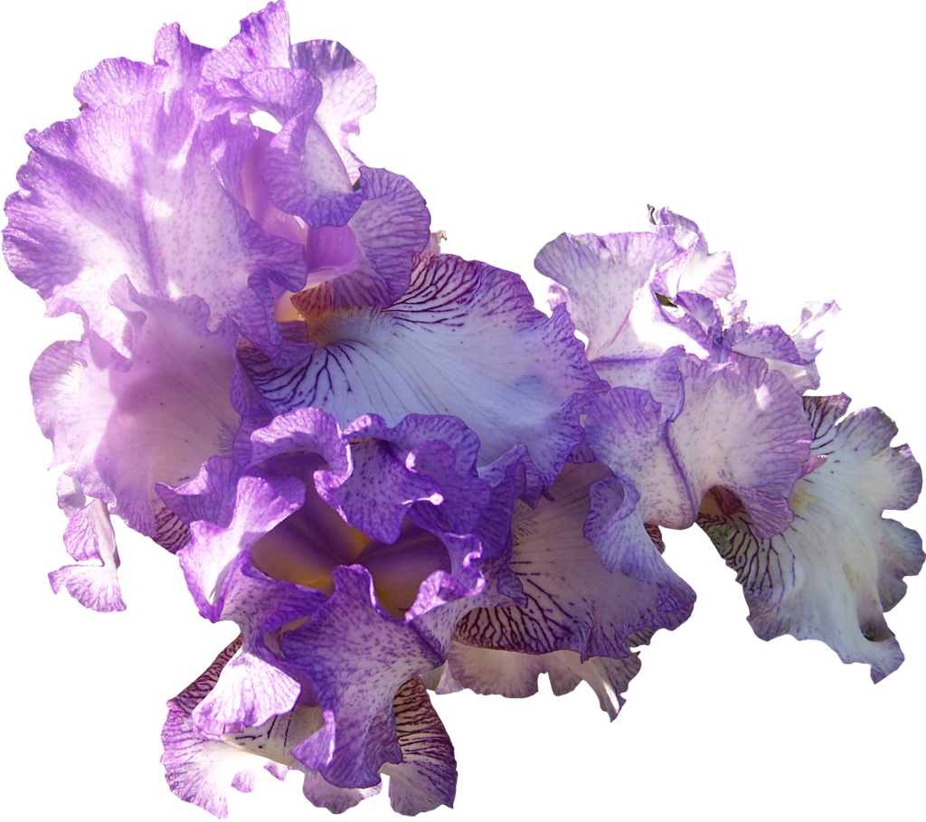 . Hdpng.com Light Purple Iris Cluster By Thy Darkest Hour - Purple, Transparent background PNG HD thumbnail