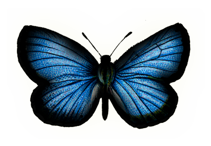 Beautiful Blue Butterfly - Rama Rama, Transparent background PNG HD thumbnail