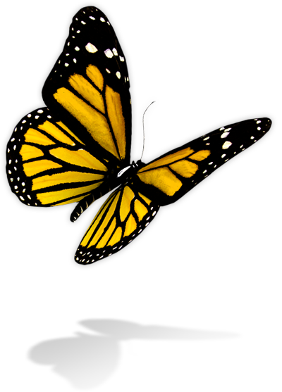 Butterfly By Salmanghafoornaz Butterfly By Salmanghafoornaz - Rama Rama, Transparent background PNG HD thumbnail