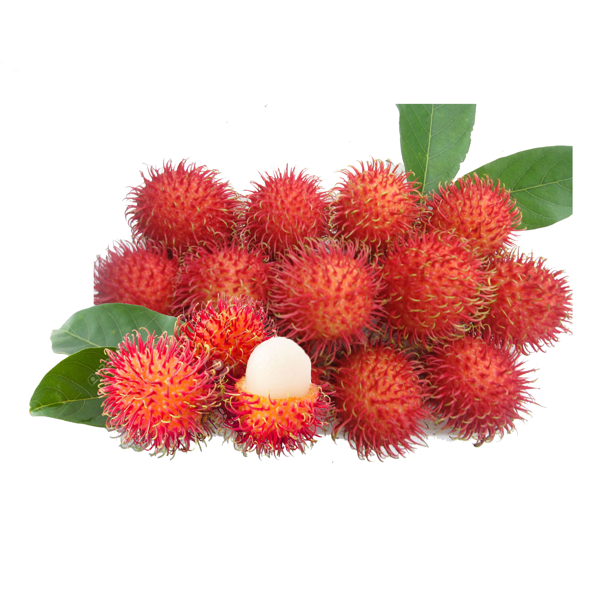 Rambutan Fruit - Rambutan, Transparent background PNG HD thumbnail