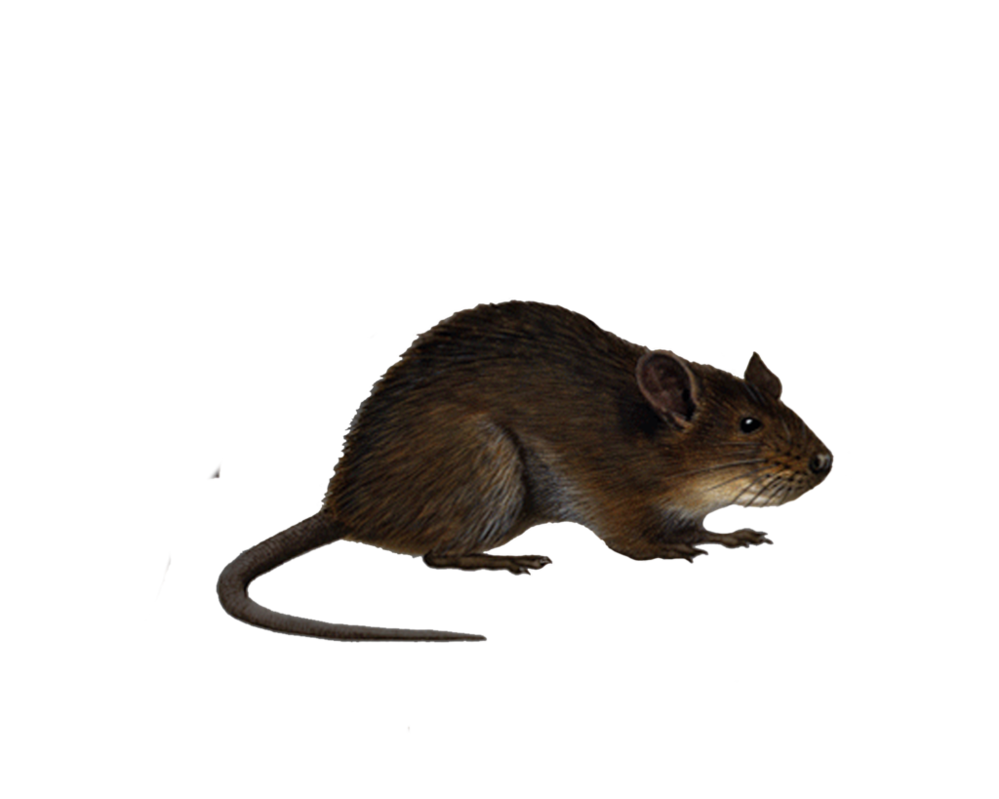 Png Rat 4 By Moonglowlilly Hdpng.com  - Rat, Transparent background PNG HD thumbnail