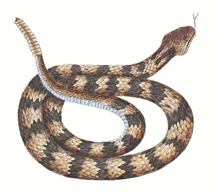Similar Rattlesnake PNG Image