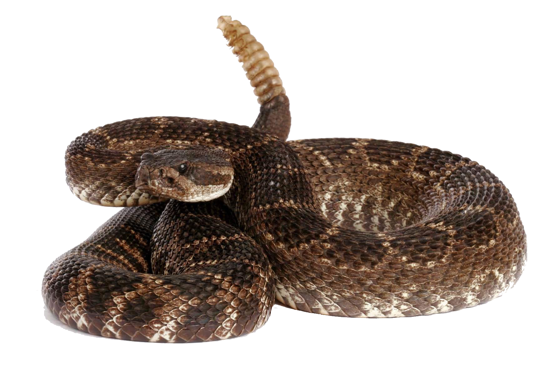 Rattlesnake Problem To. PlusP