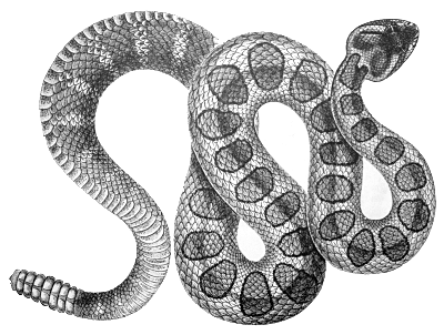 Cobra snake PNG image