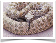 Rattlesnake Avoidance Training - Rattlesnake, Transparent background PNG HD thumbnail