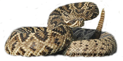 Rattlesnake Problem To. Hdpng.com Pic Source - Rattlesnake, Transparent background PNG HD thumbnail
