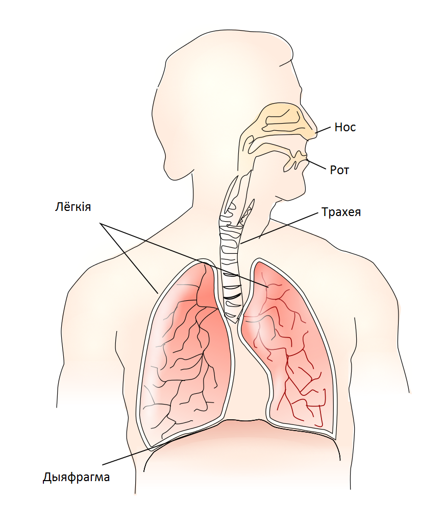 File:respiratory System Be.png - Respiratory System, Transparent background PNG HD thumbnail