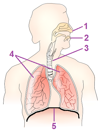 File:respiratory System Numbered.png - Respiratory System, Transparent background PNG HD thumbnail