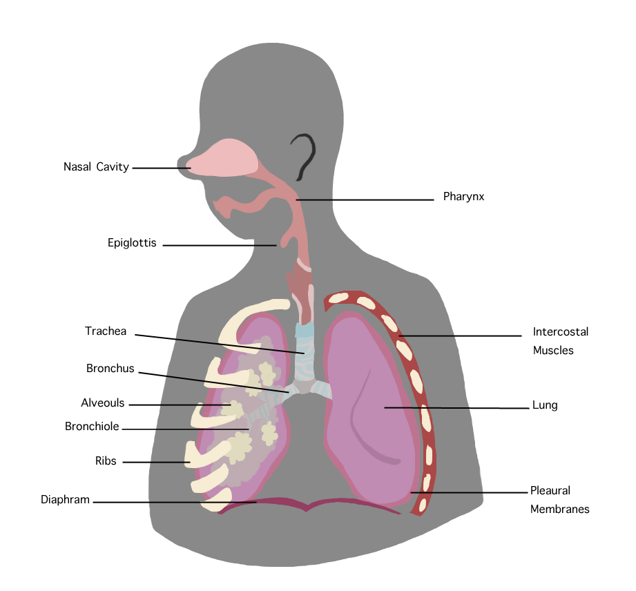 File:respiratory System.png - Respiratory System, Transparent background PNG HD thumbnail