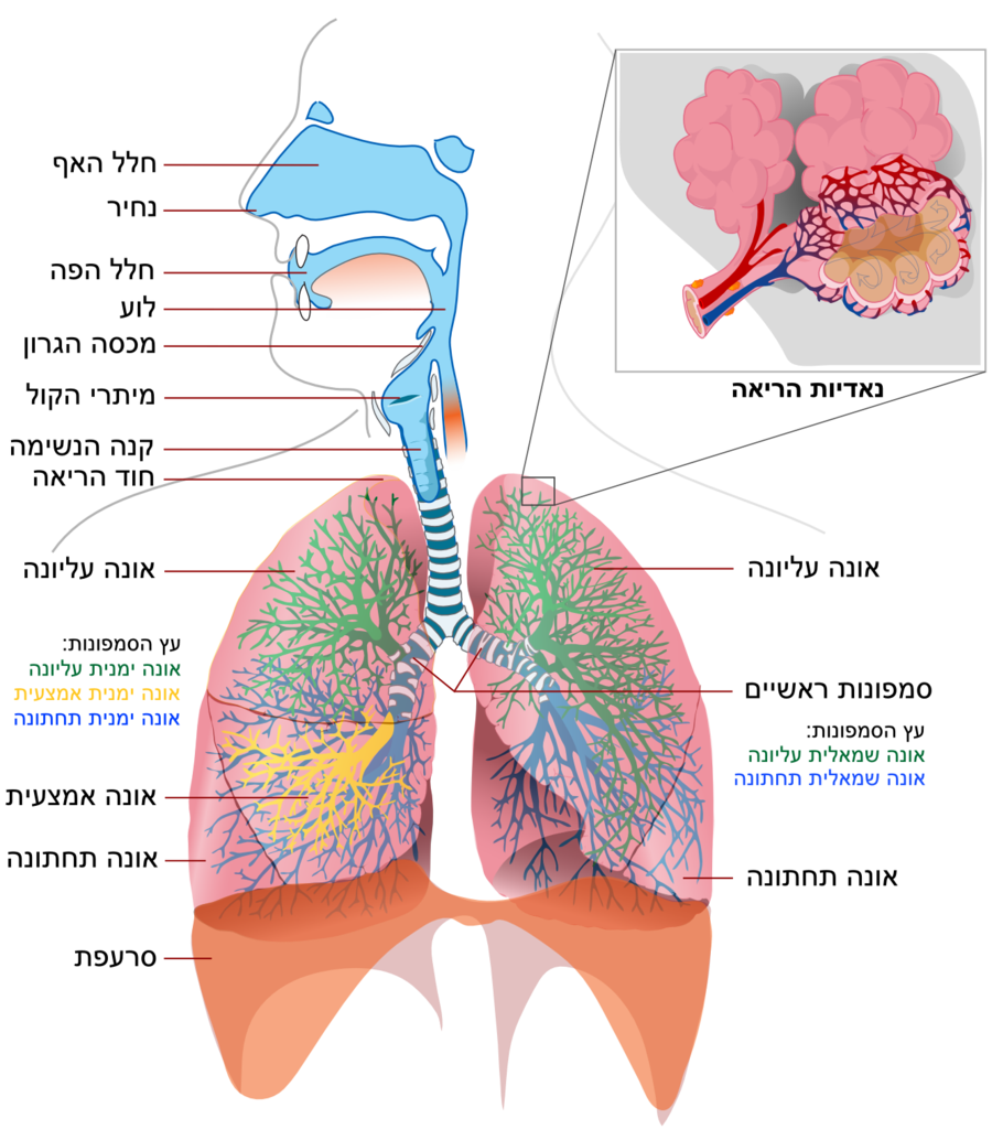 Png Respiratory System - File:respiratory System Simple Heb.png, Transparent background PNG HD thumbnail