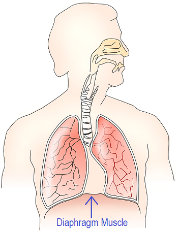 Png Respiratory System - Lesson Summary. The Human Respiratory System Hdpng.com , Transparent background PNG HD thumbnail