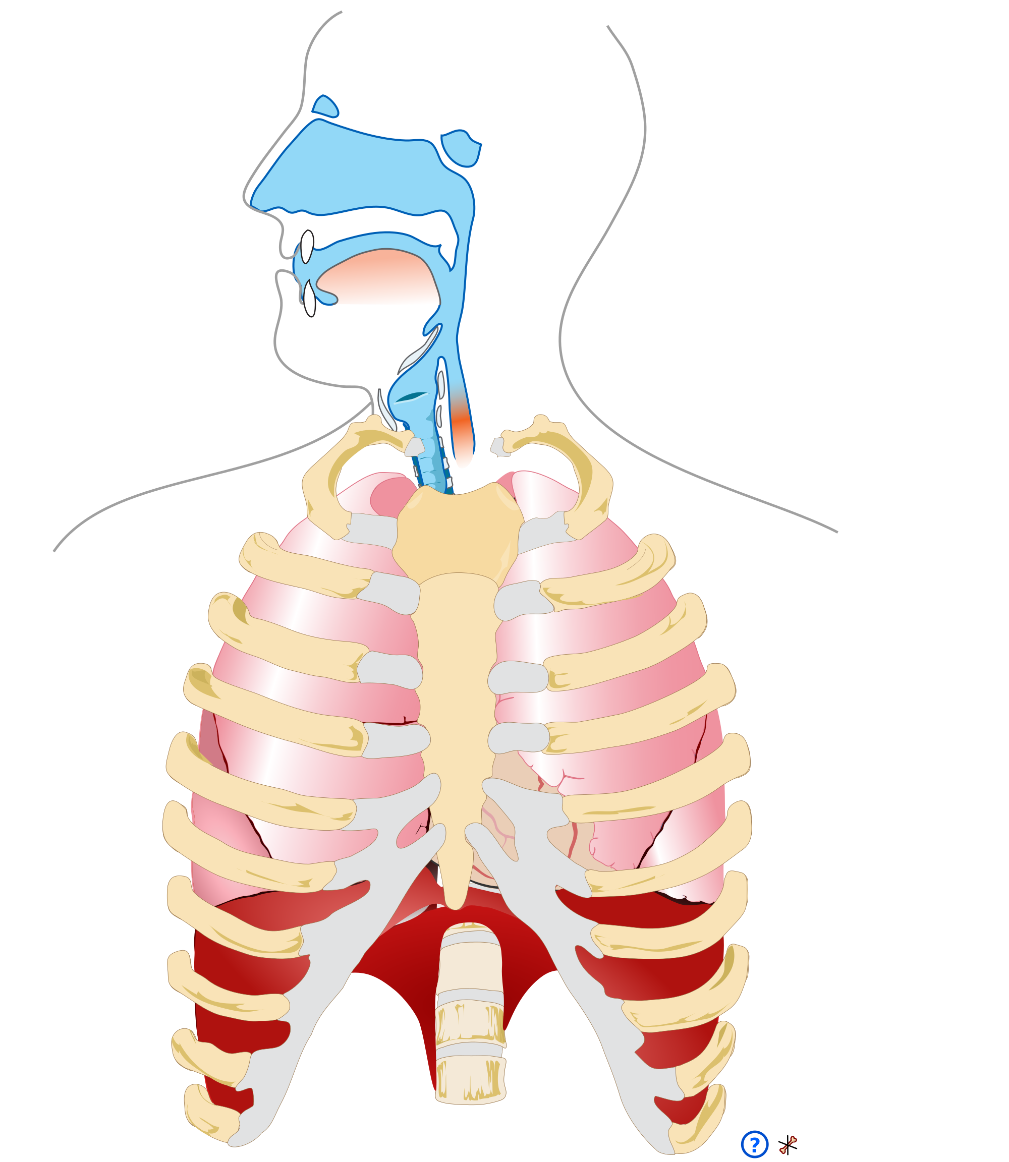 Png Respiratory System - Open Hdpng.com , Transparent background PNG HD thumbnail