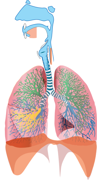 Png: Small · Medium · Large - Respiratory System, Transparent background PNG HD thumbnail