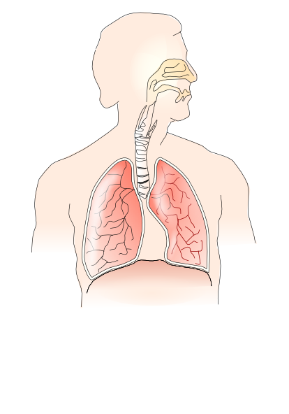 Png Respiratory System - Png: Small · Medium · Large, Transparent background PNG HD thumbnail