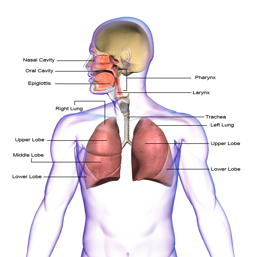 Respiratory System - Respiratory System, Transparent background PNG HD thumbnail