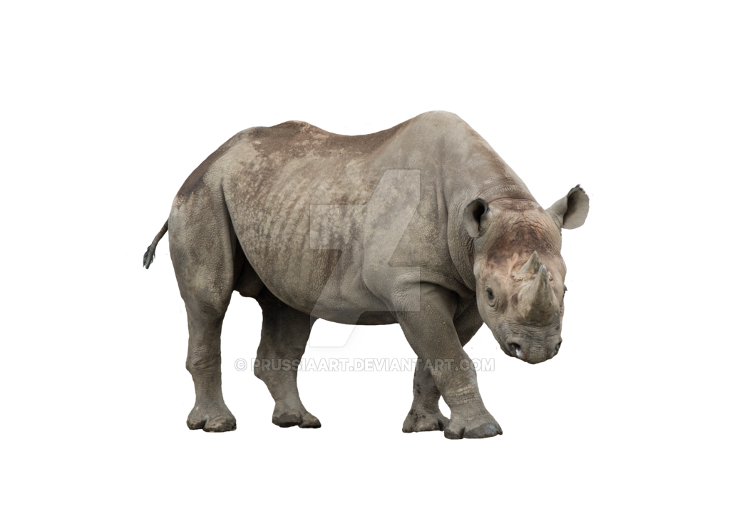 African Rhino On A Transparent Background. Png By Prussiaart Hdpng.com  - Rhino, Transparent background PNG HD thumbnail
