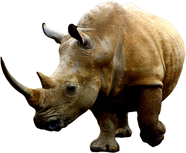 Rhino Png - Rhino, Transparent background PNG HD thumbnail