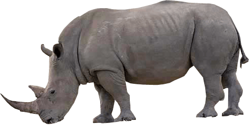 Rhino Transparent Background Image - Rhino, Transparent background PNG HD thumbnail
