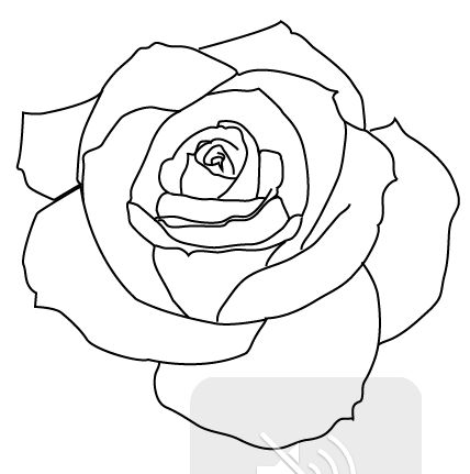 Realistic Rose Tattoo Outline Pictures - Rose Outline, Transparent background PNG HD thumbnail