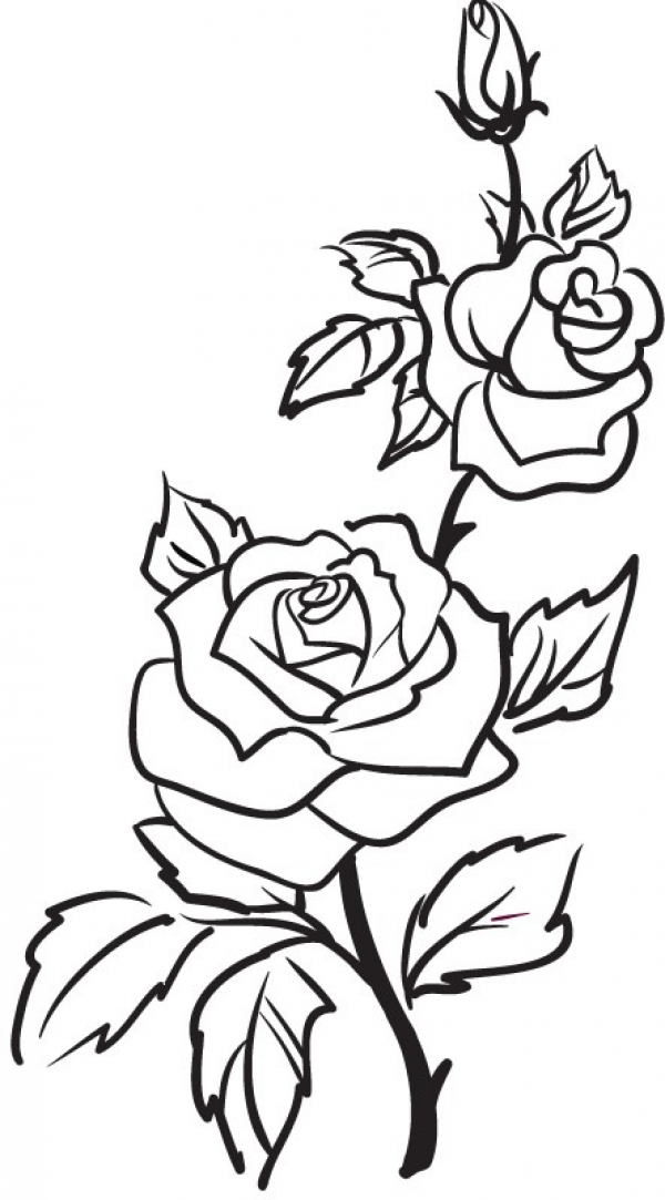 Rose Clipart - Rose Outline, Transparent background PNG HD thumbnail
