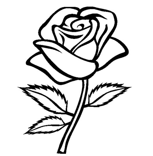 Png Rose Outline - Rose Coloring Pages.png (526×537), Transparent background PNG HD thumbnail