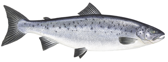 Atlantic Salmon - Salmon Fish, Transparent background PNG HD thumbnail