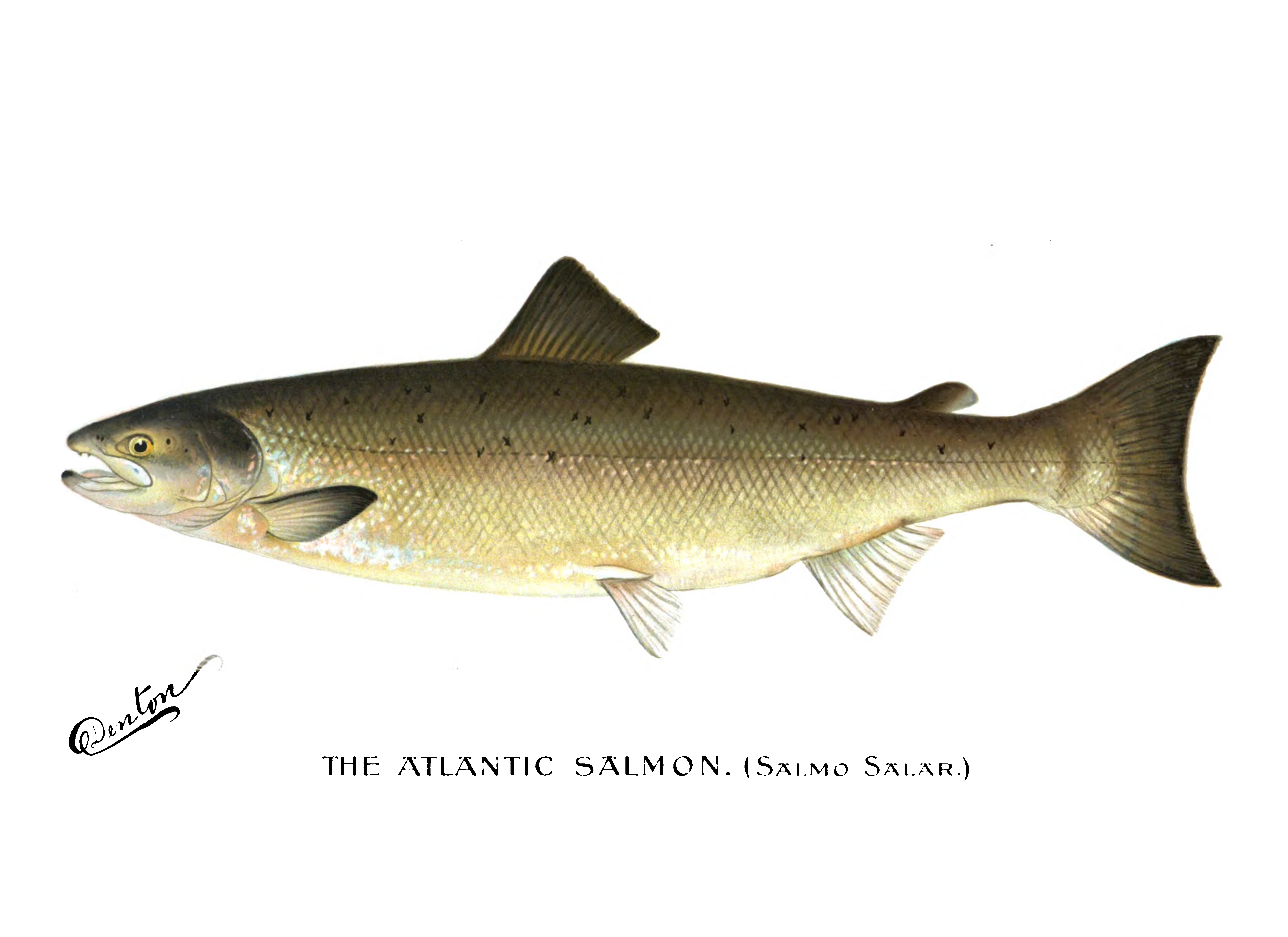 File:denton Atlantic Salmon 1896.png - Salmon Fish, Transparent background PNG HD thumbnail
