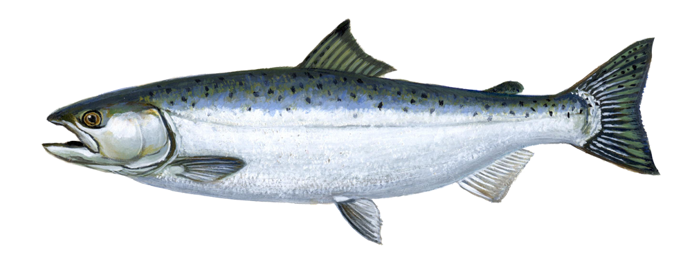 Fish PNG image, PNG Salmon Fish - Free PNG