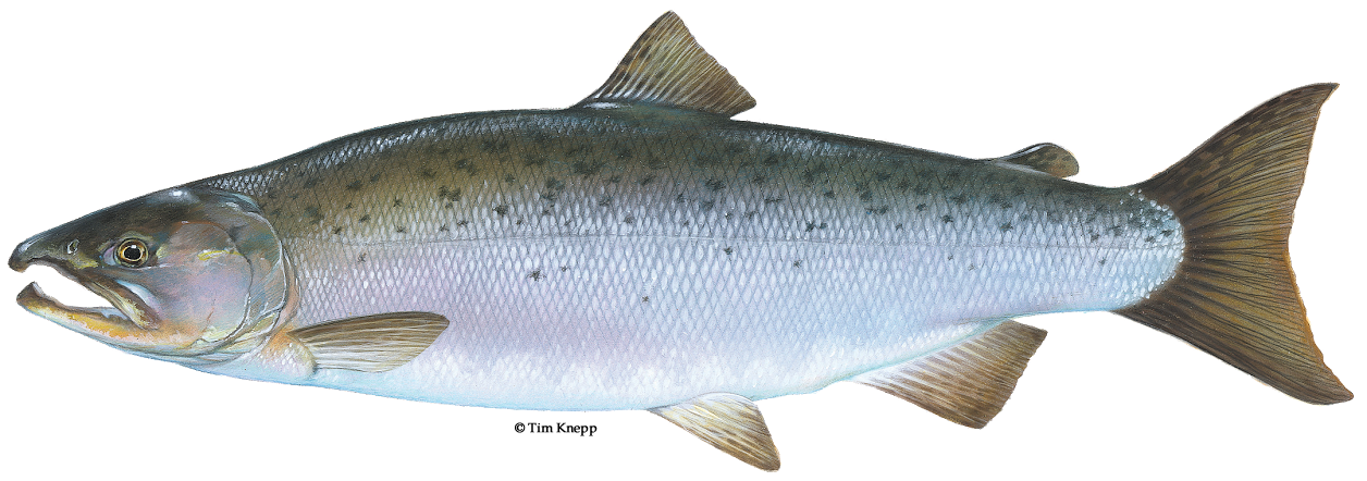 Illustration Of A Coho_Salmon - Salmon Fish, Transparent background PNG HD thumbnail