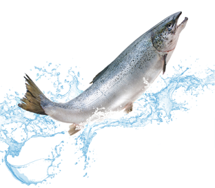 illustration of a Coho_salmon