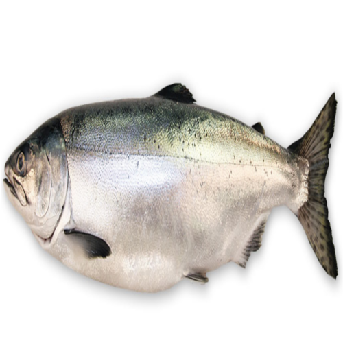illustration of a Coho_salmon