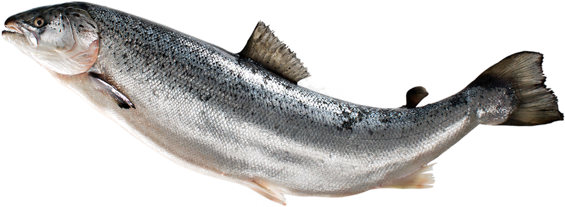 Salmon Migration - Salmon Fish, Transparent background PNG HD thumbnail
