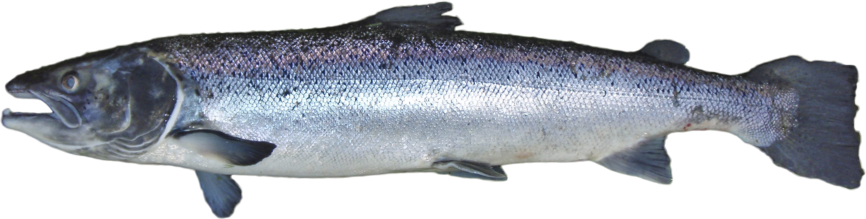 Sample Fish Number 2 - Salmon Fish, Transparent background PNG HD thumbnail