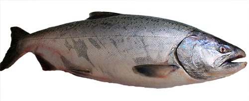 The Hdpng.com  - Salmon Fish, Transparent background PNG HD thumbnail