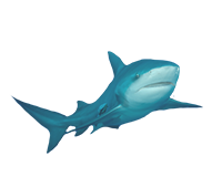 Shark Default.png - Sea Life, Transparent background PNG HD thumbnail