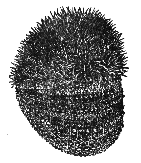 File:nsrw Sea Urchin.png - Sea Urchin, Transparent background PNG HD thumbnail