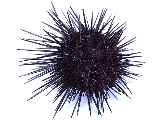 Fresh Japanese Sea Urchin - Sea Urchin, Transparent background PNG HD thumbnail