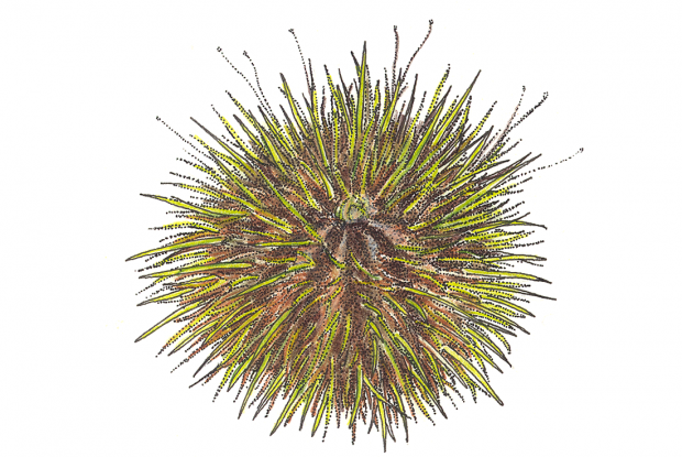 Photo: Biodôme - Sea Urchin, Transparent background PNG HD thumbnail