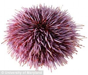 Sea Urchins And Sea Cucumbers, Known As Echinoderms, Could Hold The Key To Looking - Sea Urchin, Transparent background PNG HD thumbnail