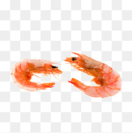 Dried Shrimp, Shrimp, Dried Shrimp, Food Png Image - Shrimp, Transparent background PNG HD thumbnail
