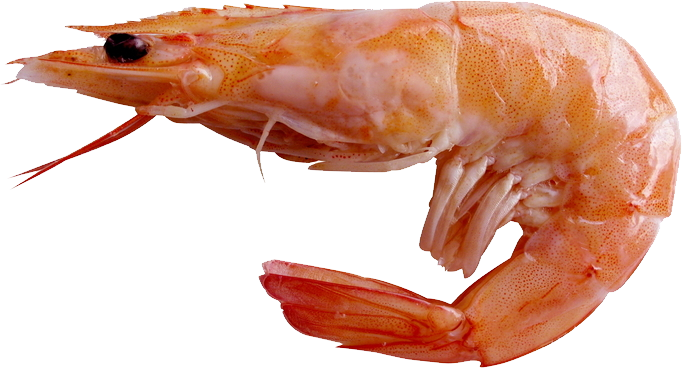 Shrimp, Orange Shrimp, Hand-p