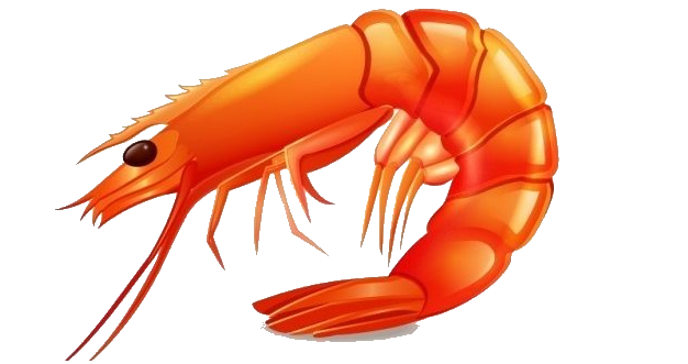Rocky Point Sea Food Market - Shrimp, Transparent background PNG HD thumbnail